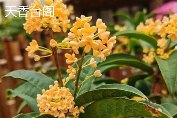 养哪个品种的桂花树好，可以选择沉香桂、丹桂、天香台阁等