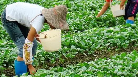 菠菜用什么肥料，氮磷钾肥就必须要合理输入