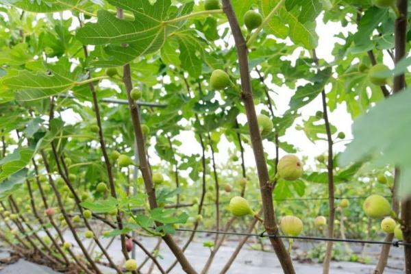 适合在家种植的无花果品种，常见的有日本紫果、青皮、波姬红等