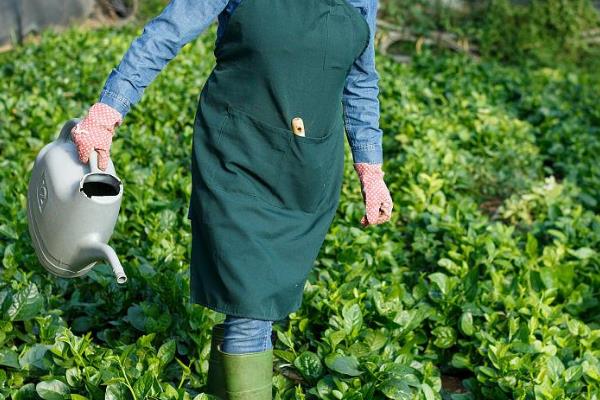 菠菜用什么肥料，氮磷钾肥就必须要合理输入