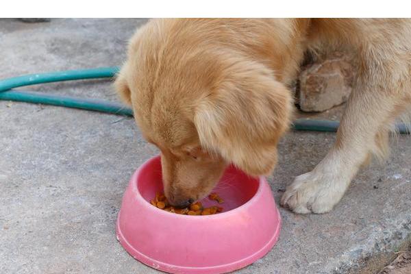 狗狗贫血的原因，可能是饮食不当或先天性疾病等原因导致的