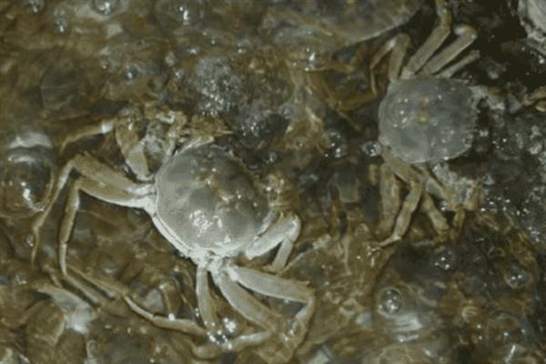 河蟹吃什么食物，主要食用水草、动物腐尸、小鱼虾等