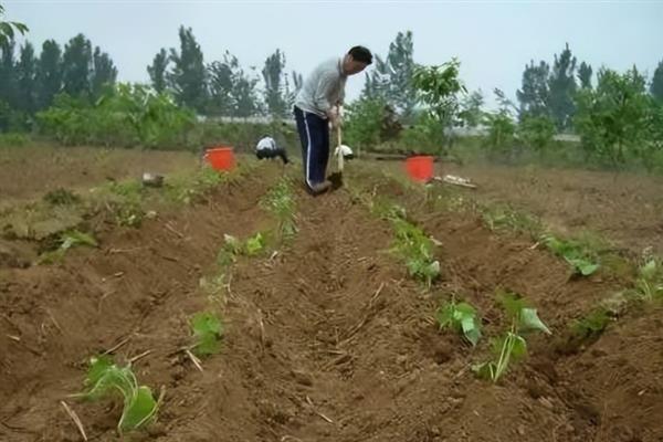 红薯地下害虫如何防治，常见害虫为地老虎、蛴螬、蝼蛄等