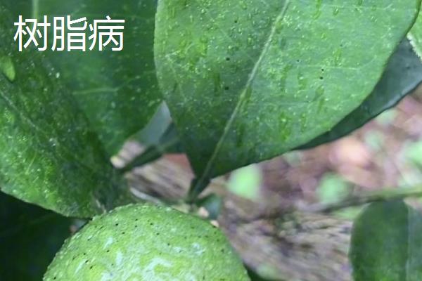 沃柑膨果期的管理要点，需要做到平衡施肥