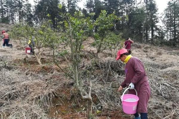 杨梅树种植几年可以结果，通常4-5年即可挂果