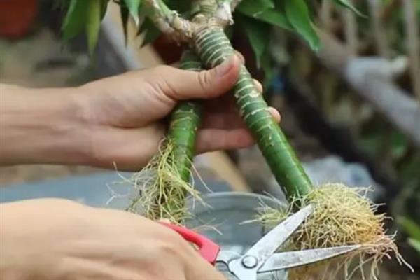 富贵竹的修剪方法，剪除弱芽、多余芽、高竹芽