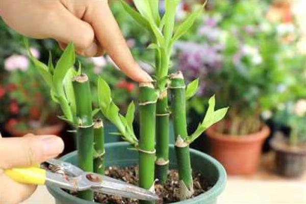 富贵竹的修剪方法，剪除弱芽、多余芽、高竹芽