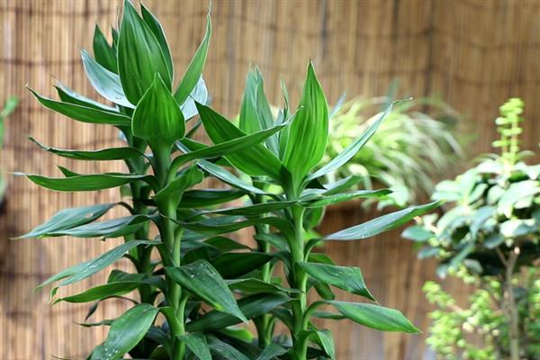 富贵竹的修剪方法，剪除弱芽、多余芽、高竹芽