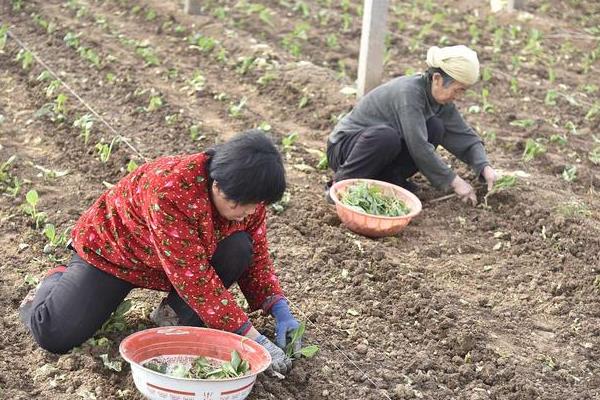 甘蓝的种植方法，夏播甘蓝可选在7月下旬左右