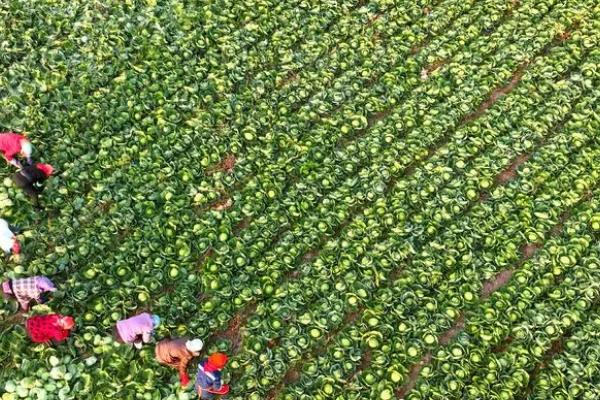 甘蓝的种植方法，夏播甘蓝可选在7月下旬左右