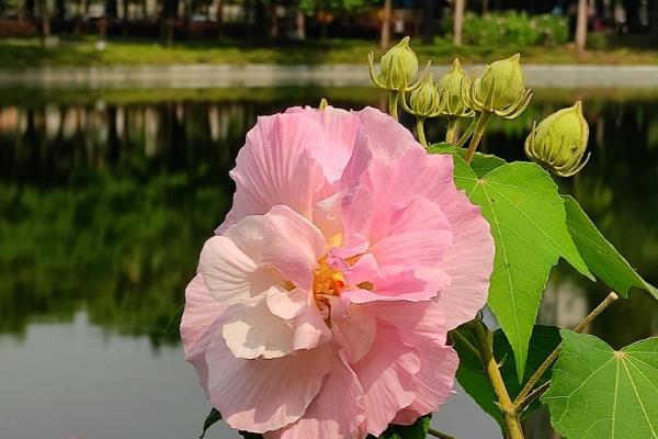 芙蓉花有害吗，是一种无毒的植物