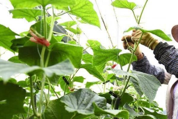 六月份能种哪些叶菜类，包括生菜、芹菜、油麦菜等品种