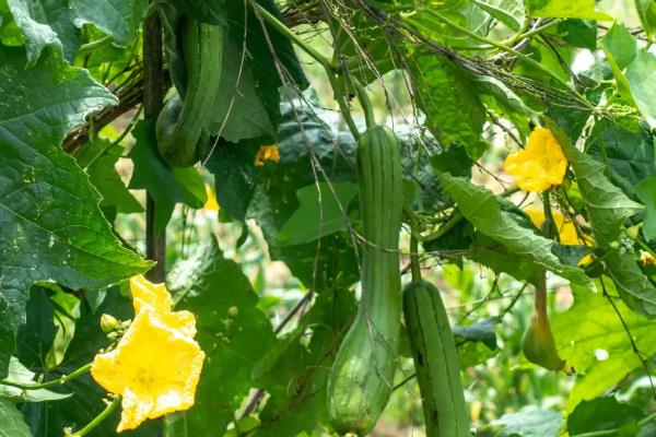 六月份能种哪些叶菜类，包括生菜、芹菜、油麦菜等品种