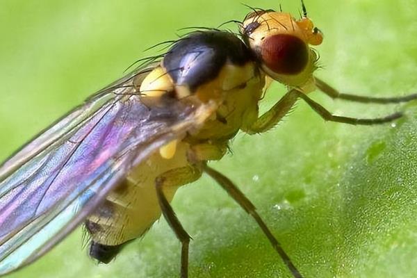 吃黄瓜叶的飞虫是什么，有斑潜蝇、黄守瓜、白粉虱、蚜虫等