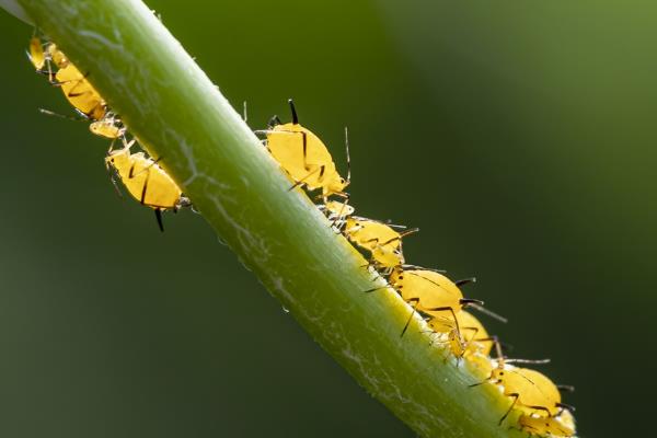 吃黄瓜叶的飞虫是什么，有斑潜蝇、黄守瓜、白粉虱、蚜虫等