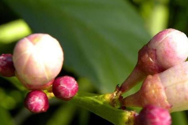 茶梅怎么养，喜欢生长在湿润的土壤中