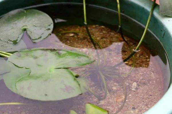 小睡莲怎么进行无土水培，用清水浸种7天再放入容器中