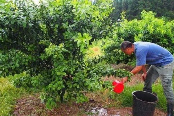 橘子树盆栽的养殖方法，生长旺期要及时补充肥料