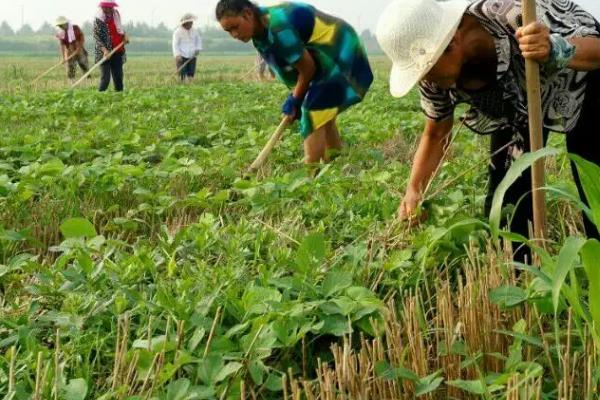 怎么种植绿豆，整地除草后可进行穴播