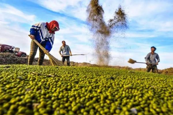 怎么种植绿豆，整地除草后可进行穴播