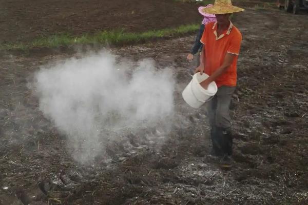 怎么种植绿豆，整地除草后可进行穴播