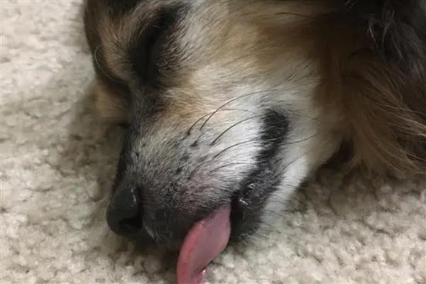 犬肺动脉瓣狭窄的症状，表现为运动时呼吸困难、肝脏肿大等