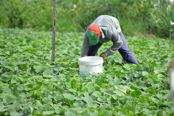 南瓜外皮木栓化怎么办，可采取增施有机肥、喷施硼砂溶液等措施