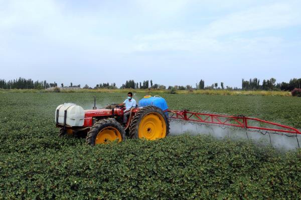 棉花免打顶剂药品种类，常用氟节胺、矮壮素和多效唑