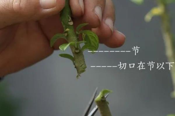 天竺葵在什么季节移栽，适宜在每年的秋季进行