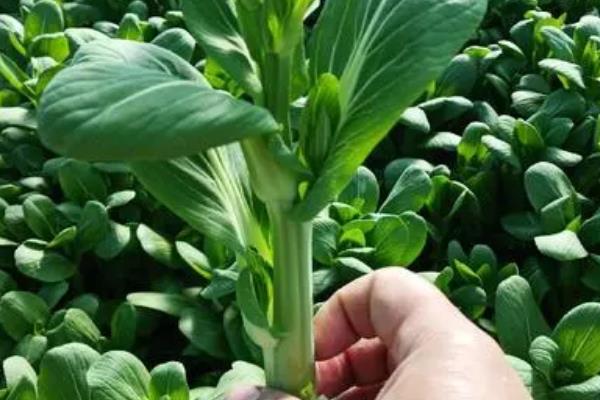 春季适合种植哪些蔬菜，可种植油菜、春大蒜、茄子等