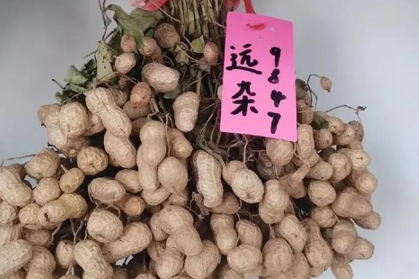 花生种子哪个品种好，有鲁花9号、鲁花10号等