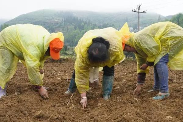 花生种子哪个品种好，有鲁花9号、鲁花10号等