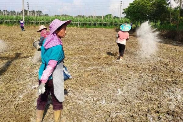 花生种子哪个品种好，有鲁花9号、鲁花10号等