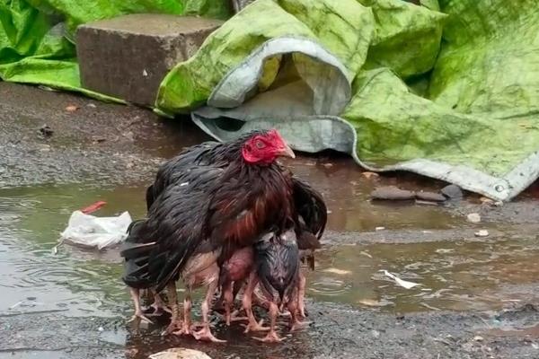 为什么鸡不知道躲雨，是因为鸡要借助淋雨代替排汗