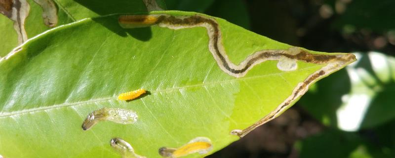 防治病虫害的适宜适期，害虫幼龄期、危险生育期、天敌敏感期适合用药