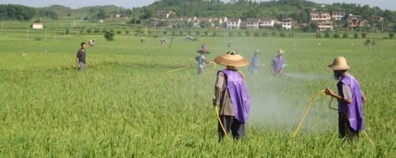 除草剂能和杀虫剂混用吗，可以和菊酯类杀虫剂混用