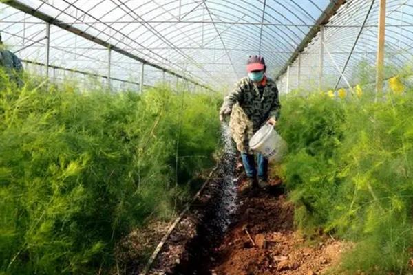 芦笋的种植时间，种植时间通常是春季