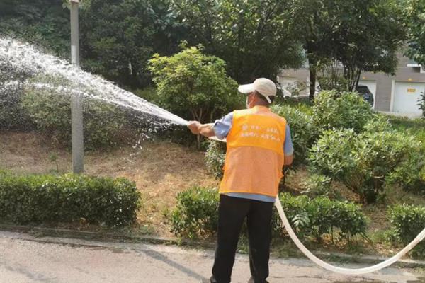 龙血树怎么浇水，不同季节的浇水方法不同