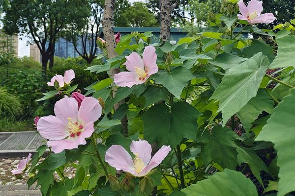 木芙蓉花的寓意，寓意纯洁美丽、富贵吉祥等