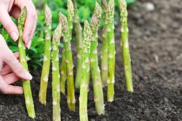 白芦笋变色是什么原因，主要是栽培管理不当导致的