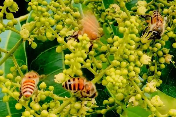 蜜蜂采蜜的季节，一年四季均可采蜜