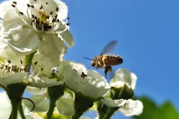 蜜蜂采蜜的季节，一年四季均可采蜜