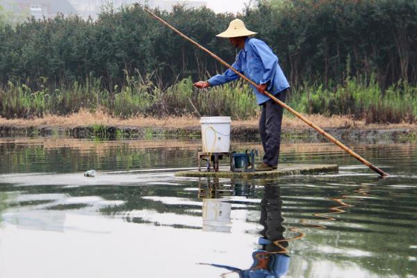 怎么养殖小龙虾，清塘消毒、培育浮游生物后再放入虾苗