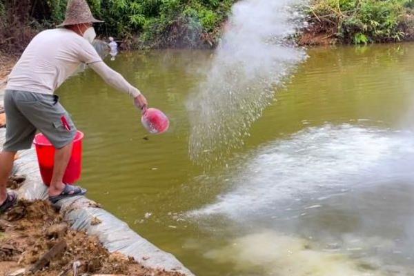 怎么养殖小龙虾，清塘消毒、培育浮游生物后再放入虾苗