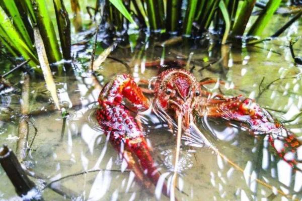 怎么养殖小龙虾，清塘消毒、培育浮游生物后再放入虾苗