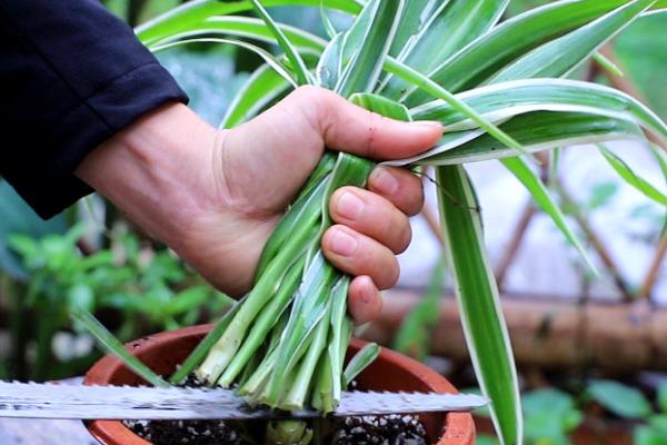 卫生间适合放什么小盆植物，适合种薄荷、绿萝等