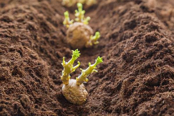 土豆的种植方法，要确保水分、养分和光照充足