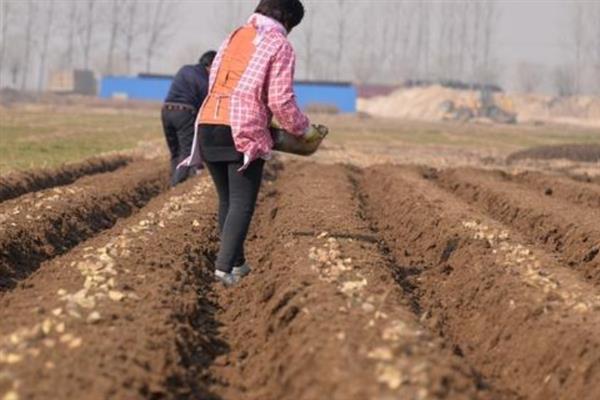 土豆的种植方法，要确保水分、养分和光照充足