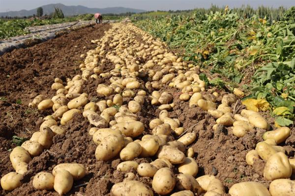 土豆的种植方法，要确保水分、养分和光照充足