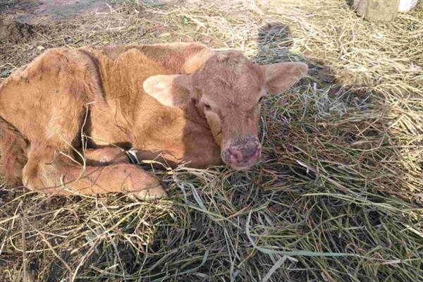 小牛发烧有哪些症状，会导致体温升高、食欲下降等